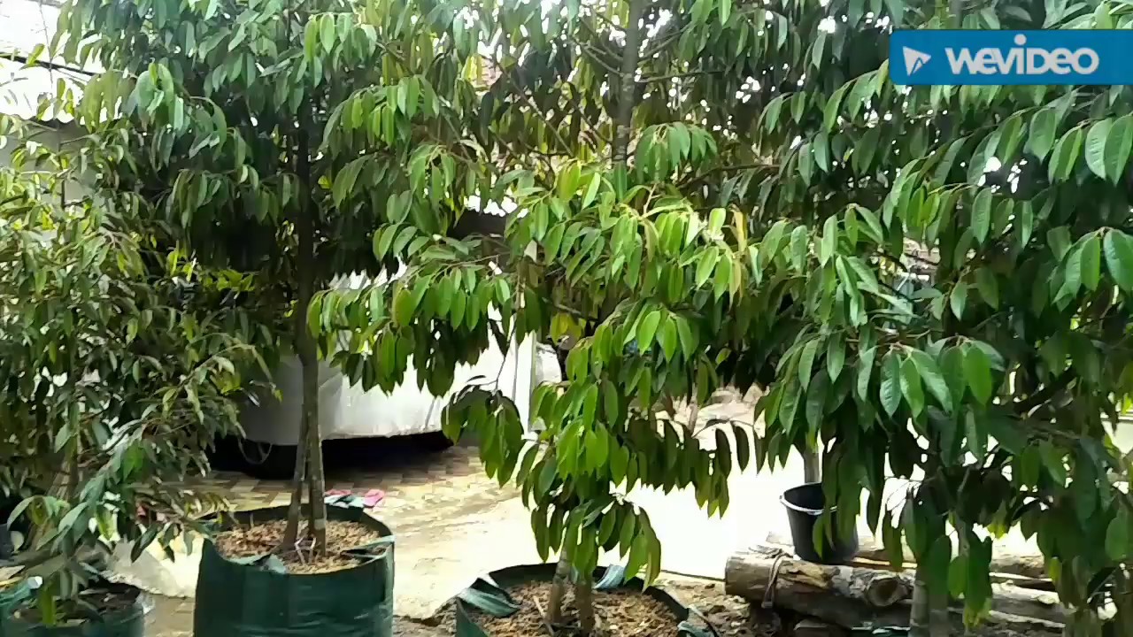 Stok terbatas Durian bawor Dongkelan kaki 3 ,tinggi 3mtan siap tanam batang besar