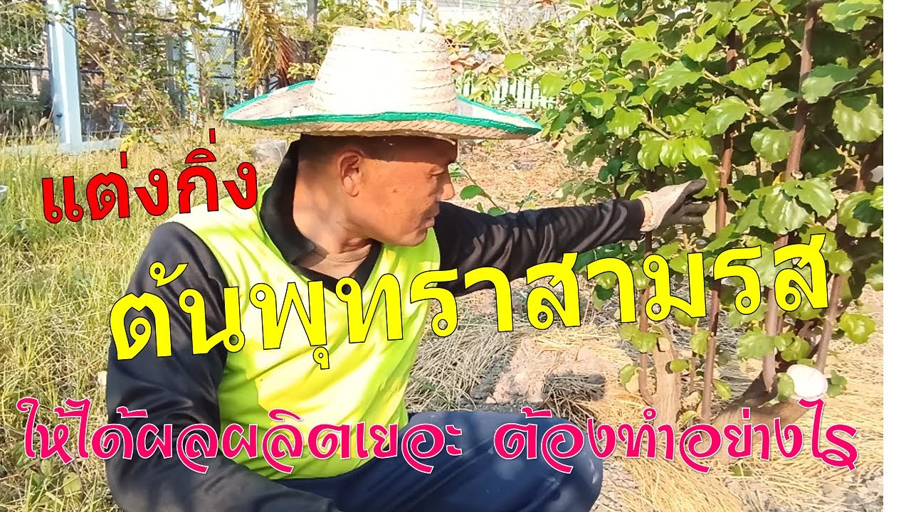 ตัดแต่งกิ่ง พุทราสามรส ให้ได้ผลผลิตเยอะ ต้องทำอย่างไร