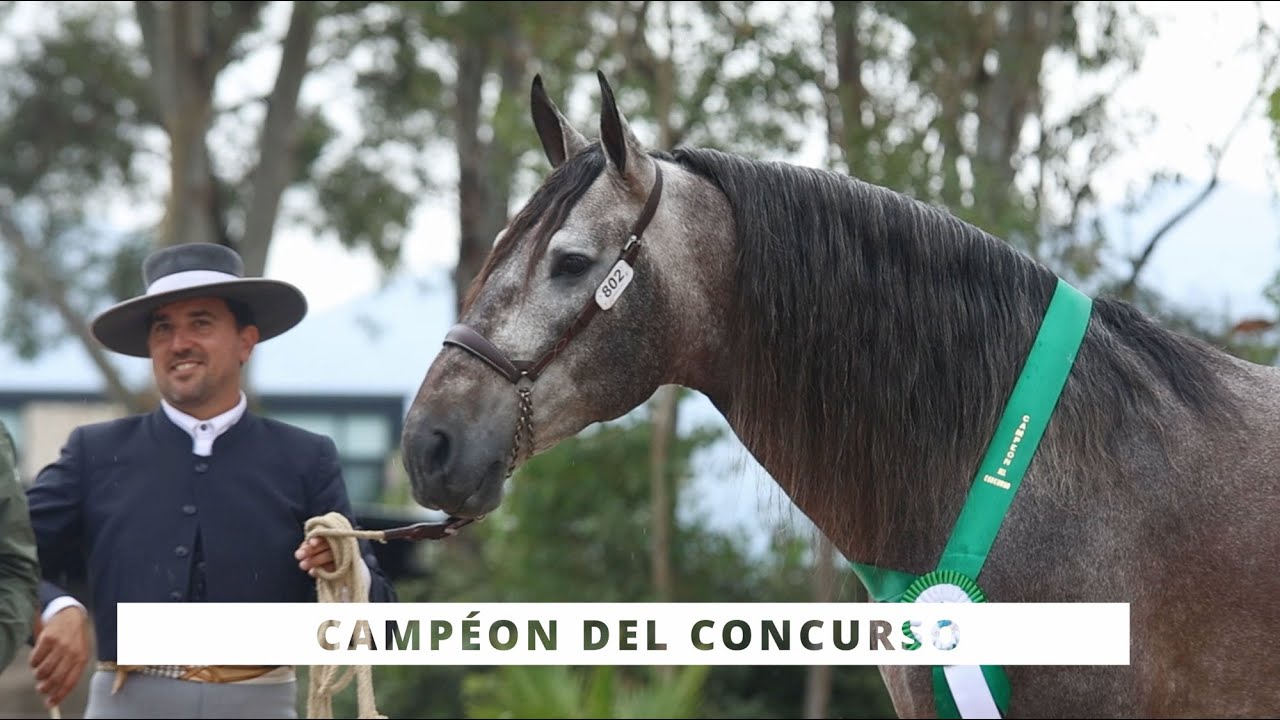 Yeguada Batán MEJOR EXPOSITOR en Concurso ANCCEMEX, San Miguel de Allende, 2023.