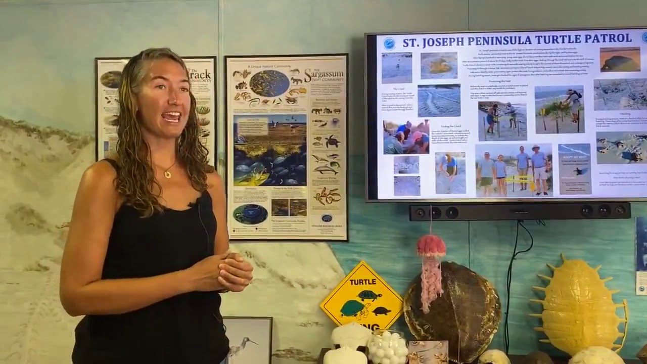 Tour the Forgotten Coast Sea Turtle Center in Gulf County, Florida