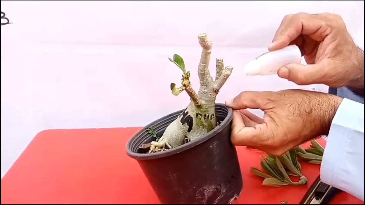 Adenium quick grafting video #AdeniumGrafting #GraftingVideo #AdeniumTips #GardeningTutorial