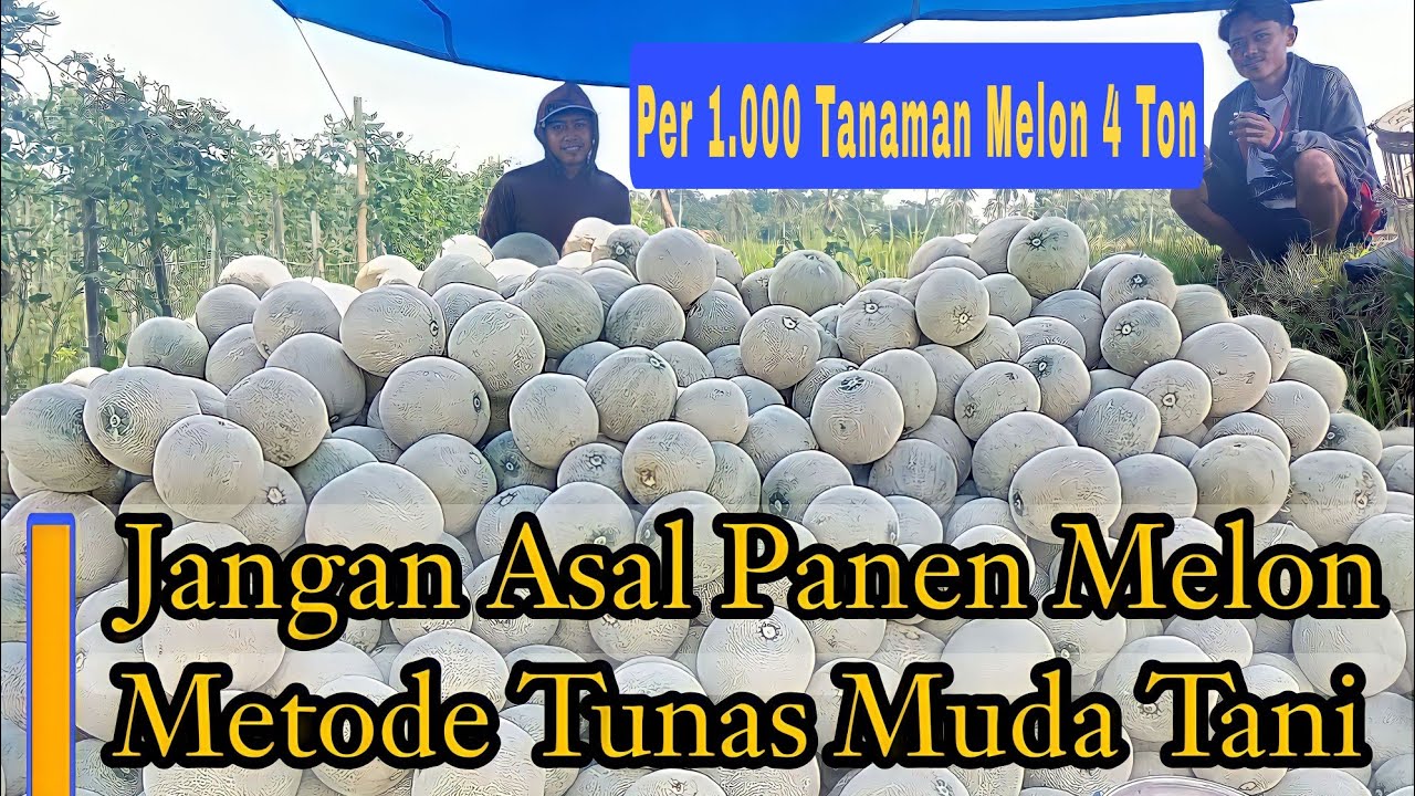 PETANI MELON SUKSES Hasilkan buah Melon besar manis