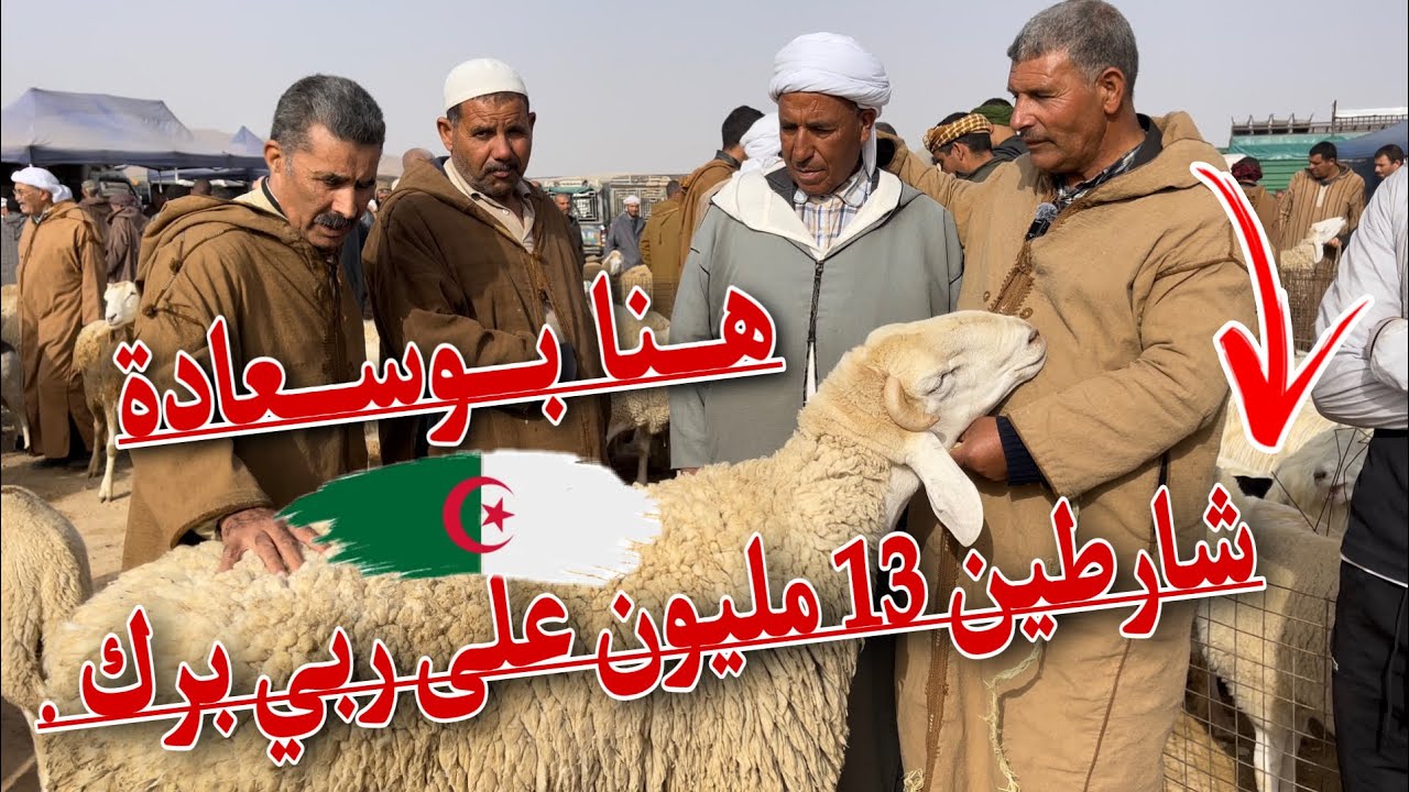 مسلسل إرتفاع أسعار أضحيات العيد في حلقته الثانية من سوق بوسعادة ولاية المسيلة ا أسعار الكباش الضخمة