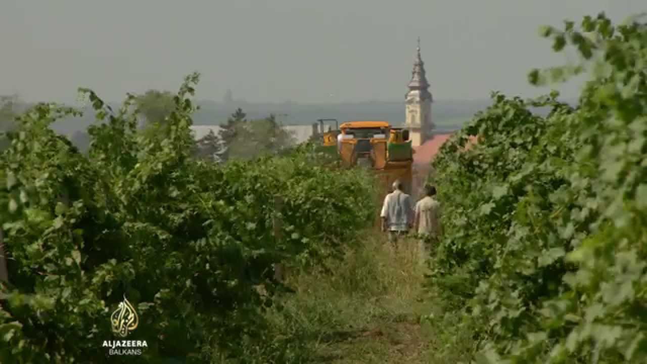 Vršački vinogradi pred stečajem