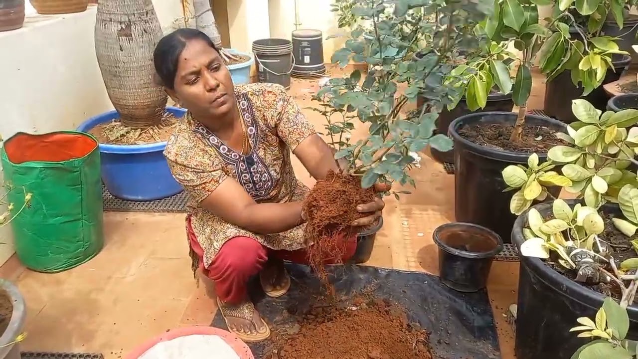 ஒரு தொட்டியில் இரண்டு ரோஜா செடி நட்டு வளர்ப்பது எப்படி?