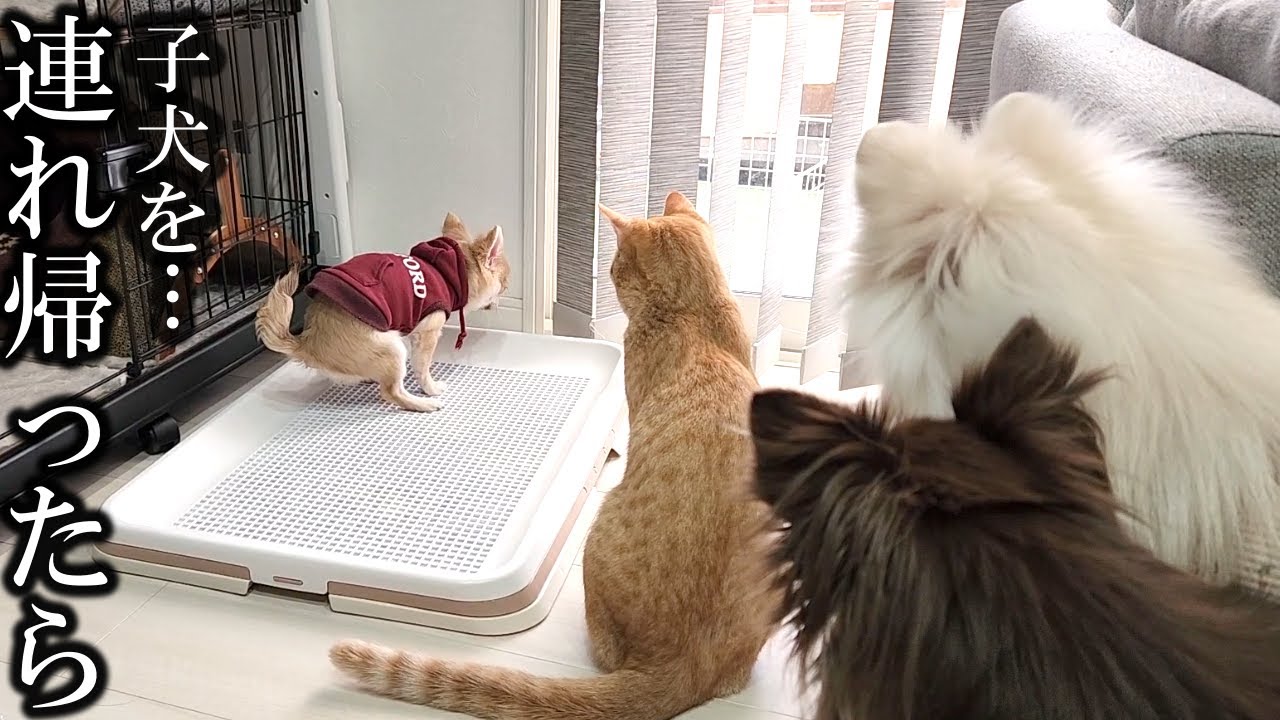 生後5ヵ月の子犬をお迎えした初日の先住犬と保護猫の反応が予想外すぎたww