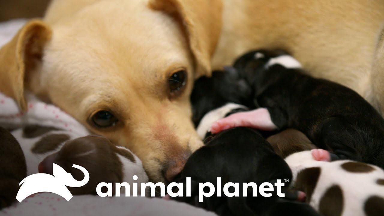 Mamãe chihuahua dá à luz 8 filhotes! | Família ao Resgate | Animal Planet Brasil