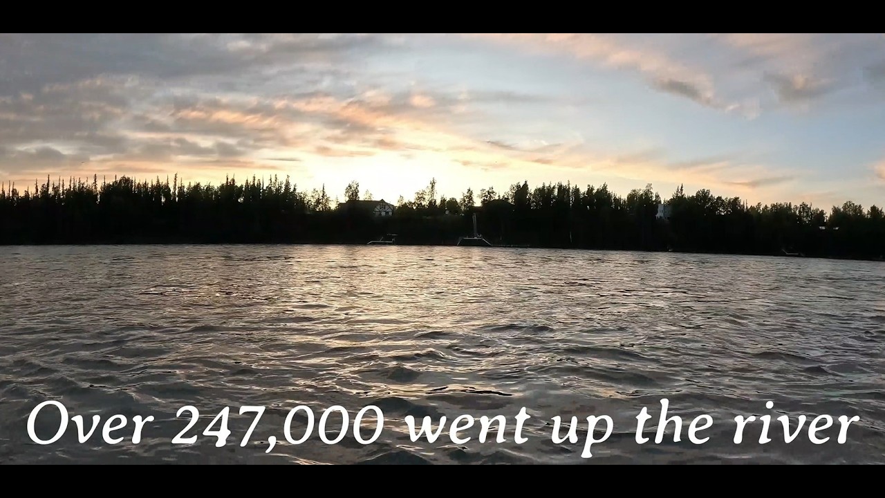 Sockeye Salmon Fishing - Big Numbers- Kenai River Alaska