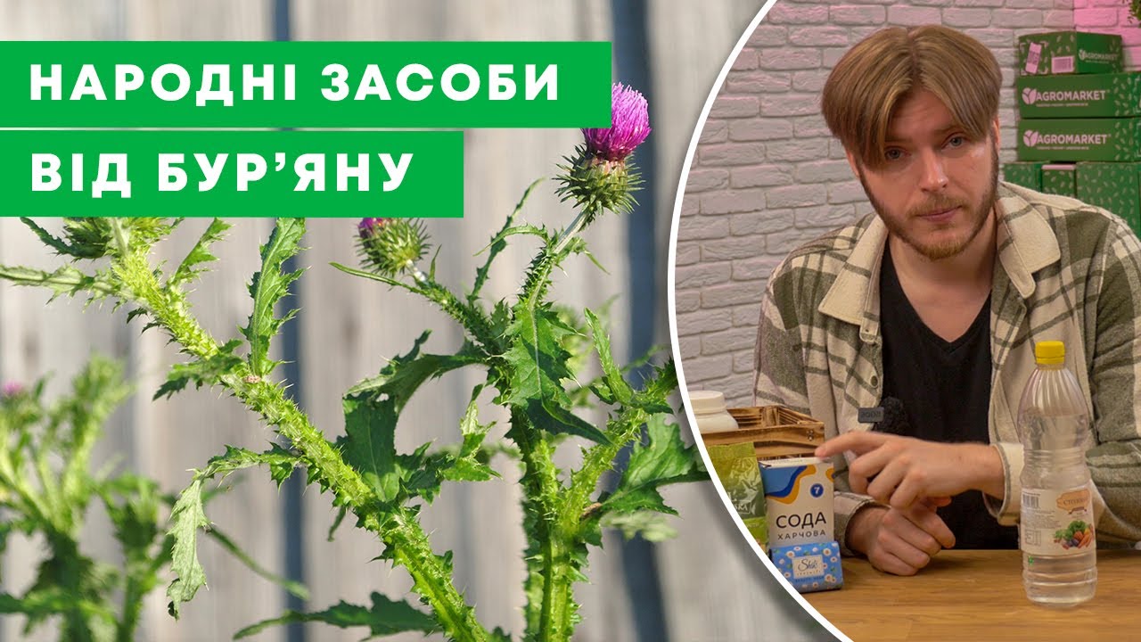 НАРОДНІ ГЕРБІЦИДИ | Як ЛЕГКО позбутися багаторічного бур'яну БЕЗ ХІМІЇ | Agro-Market.ua