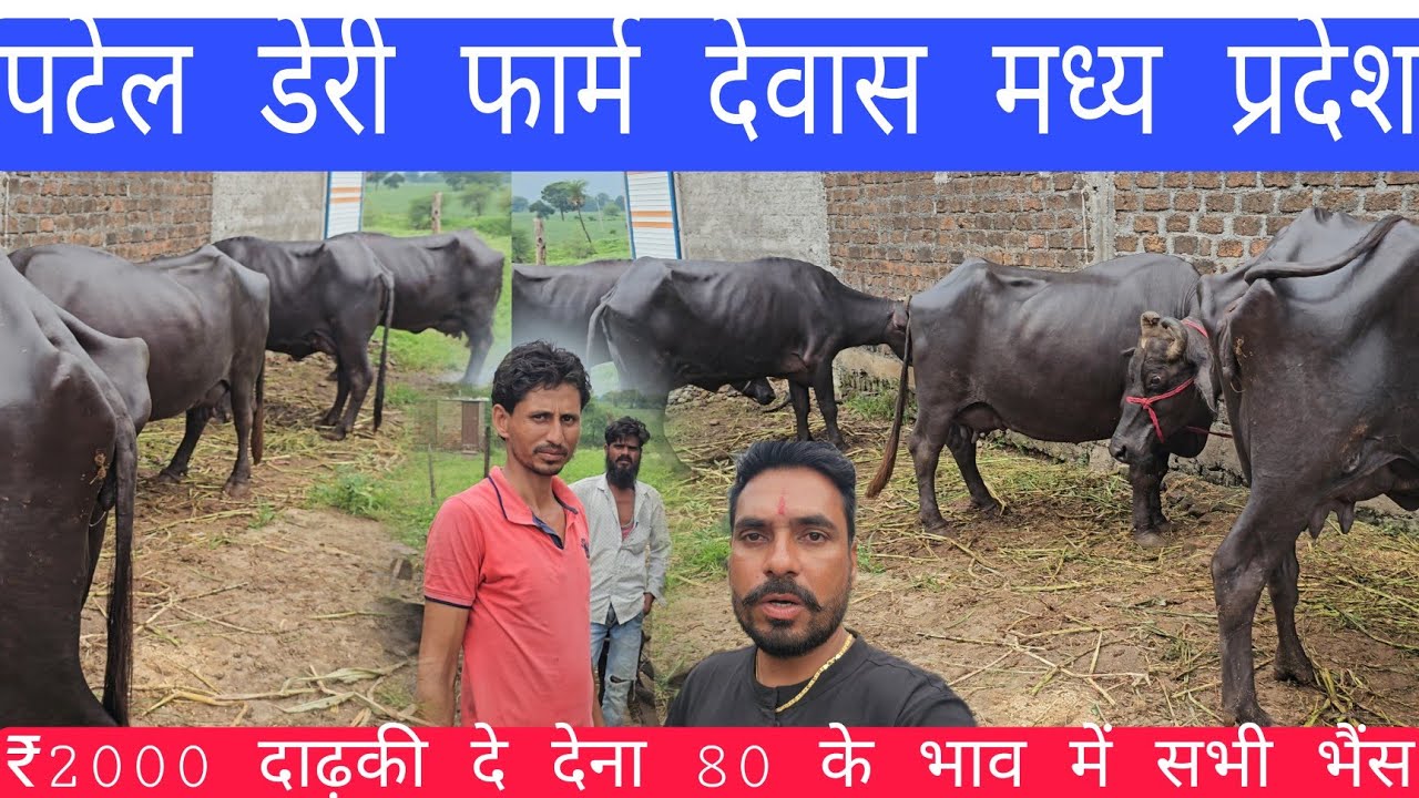 6-7 लीटर दूध तैयार मुर्रा भैंस की शुरुआती कीमत 60000 पटेल डेरी फार्म देवास मध्य प्रदेश