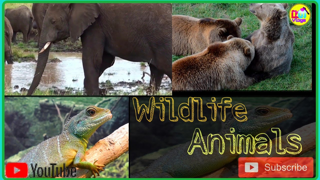 Wildlife Animals ! WWE ! Elephants Bears Chameleons ! RS Vlogs ! Shriya ! #animels #rsvlogs #shriya