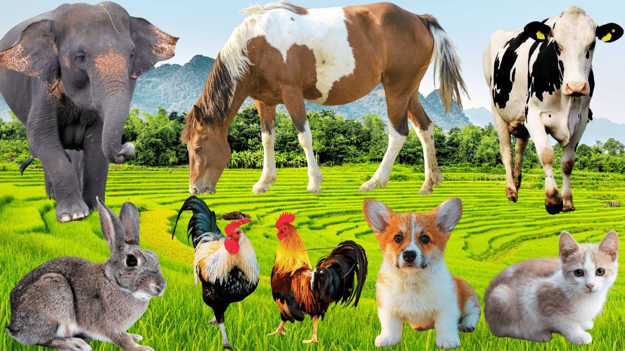 Relaxing Animals Sound: Horse, Goat, Cow, Rabbit, Elephant, Puppy, Lion - Funny Farm Animal, Animals