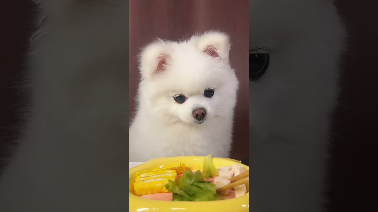 【Dog Eating Broadcast🍗】Menu: Eat omelette 🍳 lettuce🌽 freeze-dried chicken🐔
