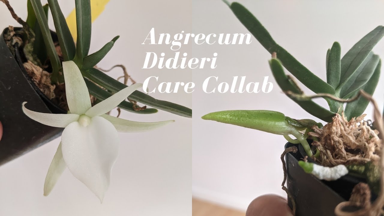 Angrecum Didieri Care & Culture | Highly Fragrant Orchid Species from Madagascar #Carecollab
