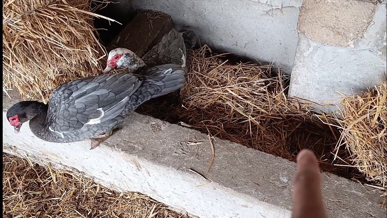 Lal Ördek Qirt Yatdi❓Hinduşkalar Ne Vaxt Yumurtlayacaq❓