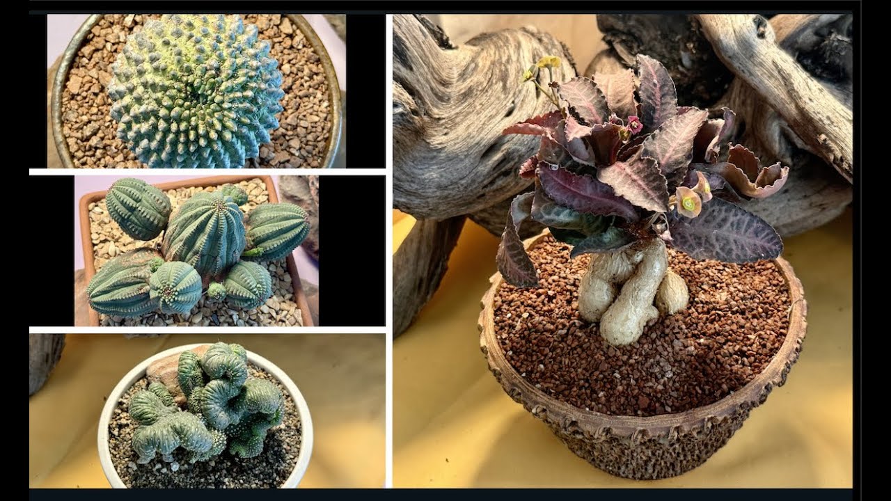 10 RARE and Beautiful Cacti and Succulents - Episode 190