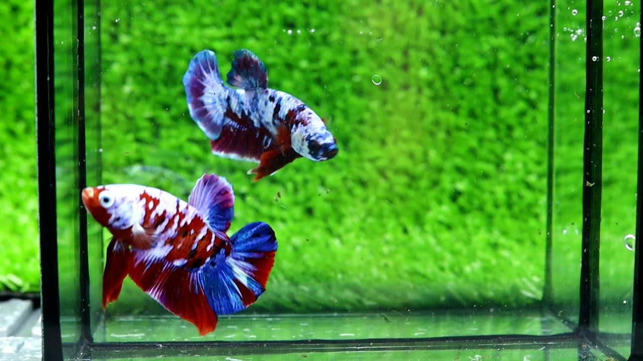 TOP 5 Cá Betta Koi Galaxy VIP - Betta Koi Trung Le 0909.113.095