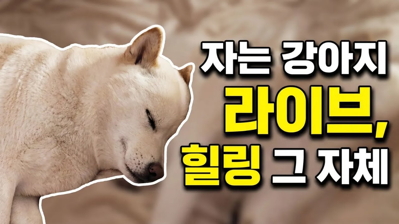 강아지 꿈나라 같이 가실 분 오세요💤🐶