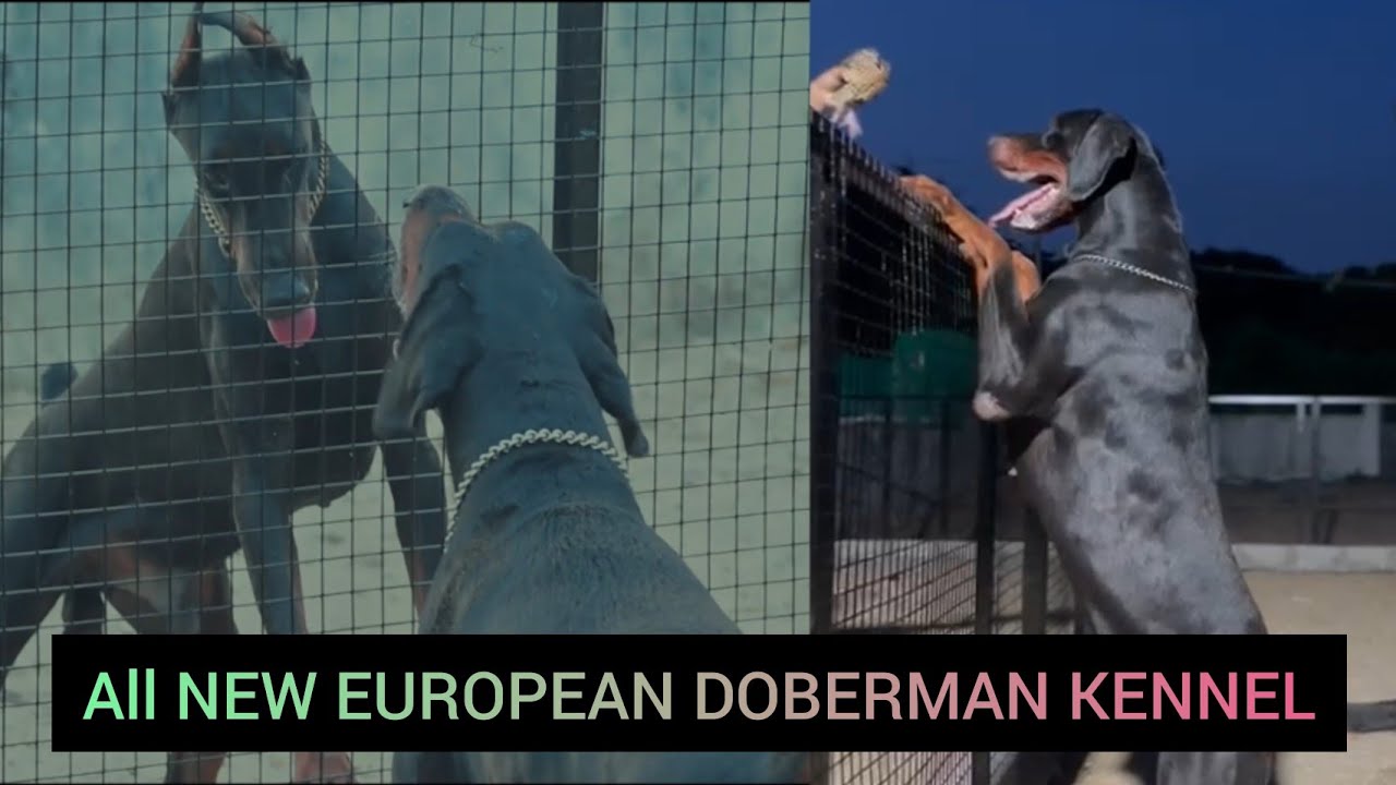 NEW EUROPEAN DOBERMAN KENNEL  | DEVILS DOBERMAN | TAMIL | RAGUL RAM |
