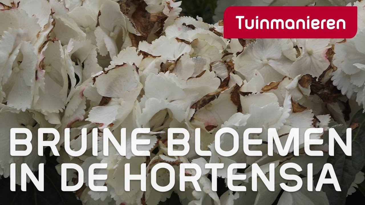 Wat te doen met een boeren Hortensia met bruine bloemen? | Tuinmanieren