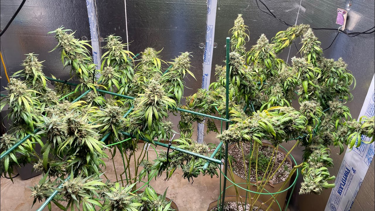 &ldquo;Longest Flowering Sativa&rdquo;Ethos zweet insanity day 105 of flower.