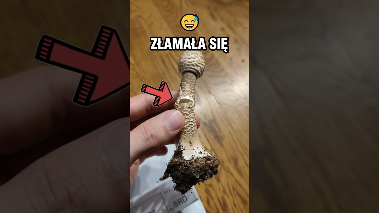 Rozwijam KANIE WEST🍄💦 w Słoiku z WODĄ!!!  😱 #czubajkakania #grzybobranie #las #zvdominik