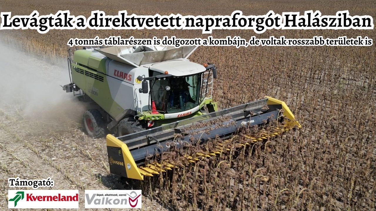 4 tonnát is tudott a direktvetett napraforgó Halásziban | Mák talajmunka és min-till szója szemle