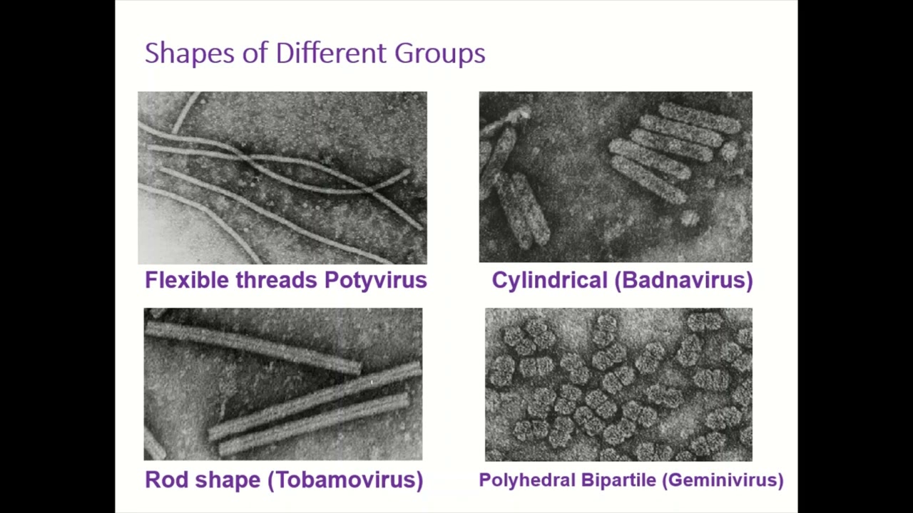 Plant viruses, structure, nomenclature and transmission in plants