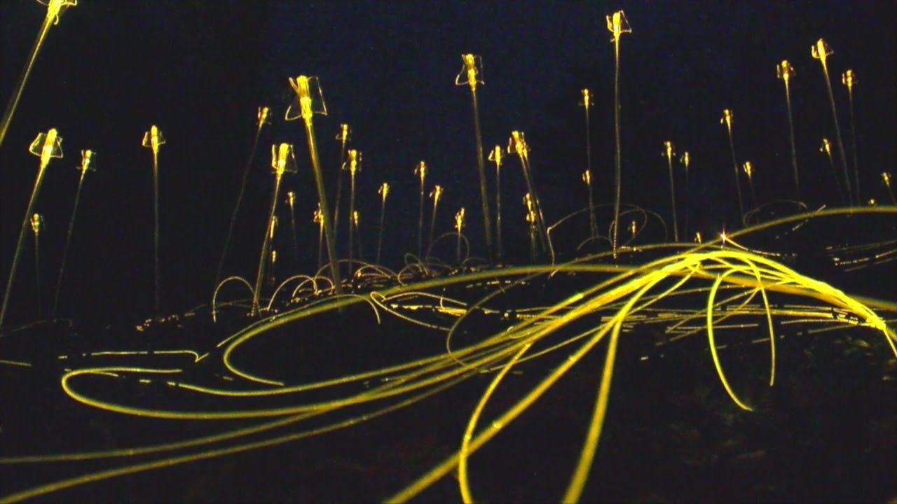 Finding Minnesota: Landscape Arboretum Lights