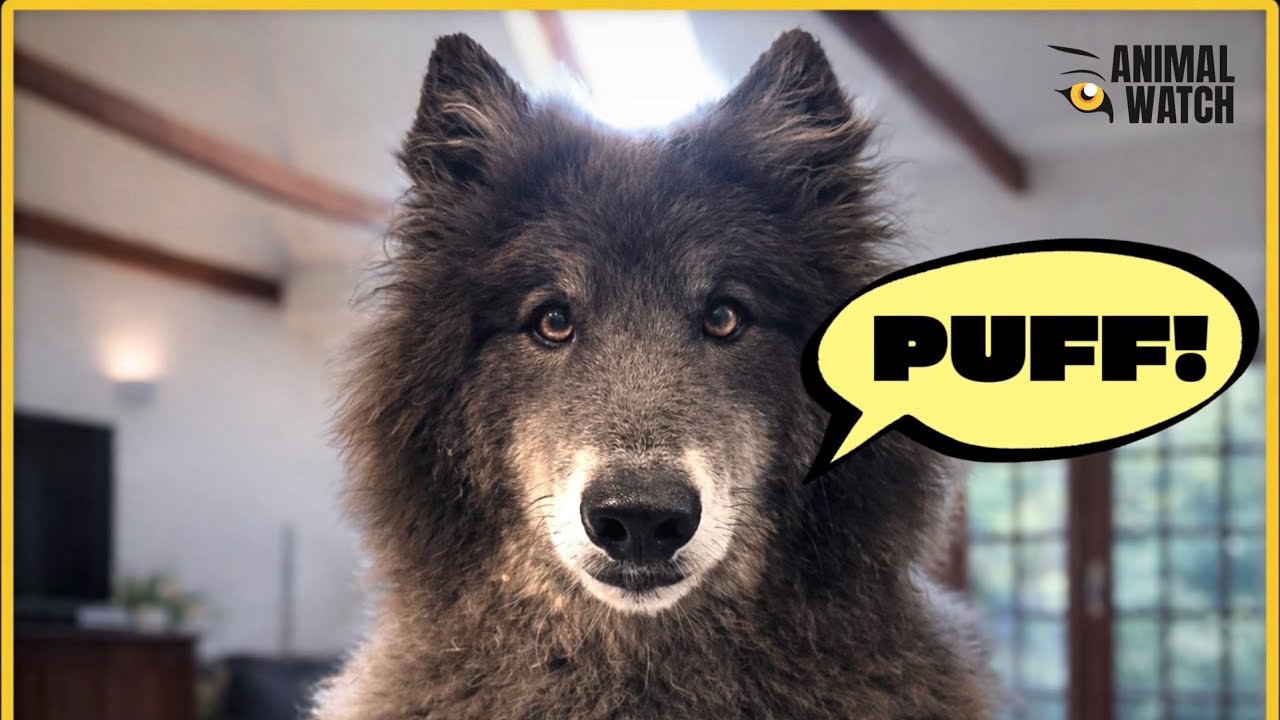 WHY WOLVES DON'T BARK - THEY 'PUFF'!