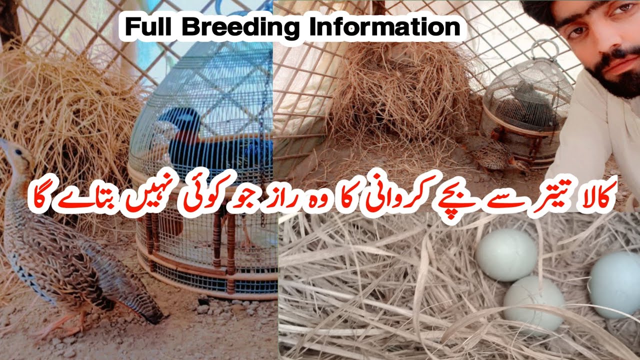 Kala Teetar Ka Breeding Farm, Ground Birds, Teetar Hatching Eggs, Kala Teetar ki Awaaz,