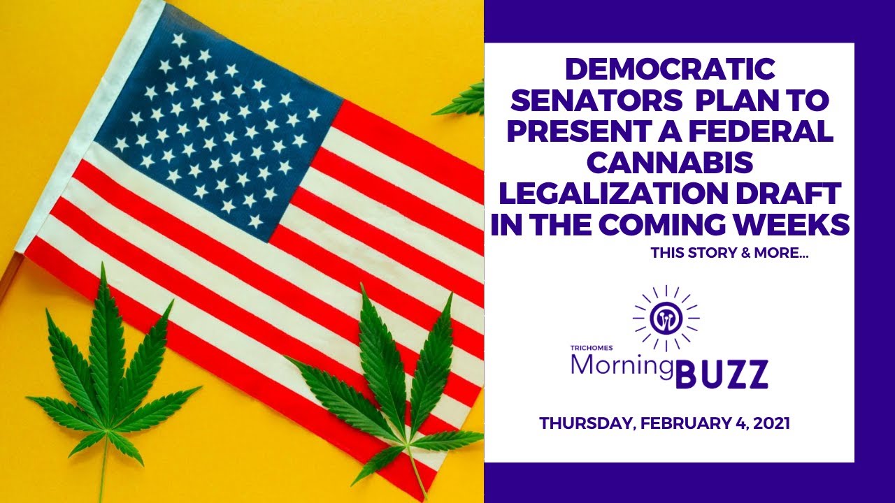 Democratic Senators Plan to Present Federal Cannabis Legalization Draft | TRICHOMES Morning Buzz