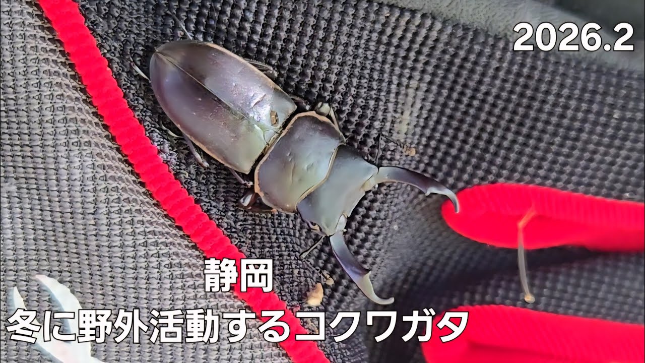 静岡　冬に野外活動するコクワガタ