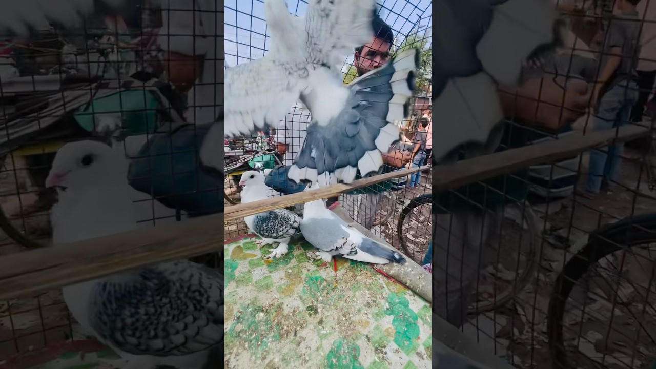 Sentinet Pigeon in Amroha Kabootar Market ||Amroha kabootar #pigeon #pigeonsale #kabutar #kabootar