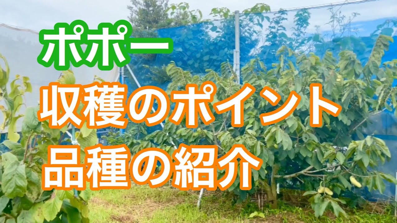 ポポーの収穫ポイント解説！品種の紹介も！