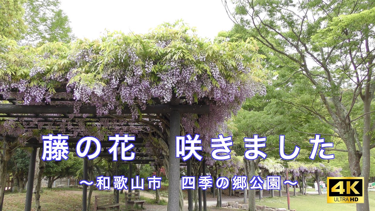 藤の花咲いた　和歌山市四季の郷公園