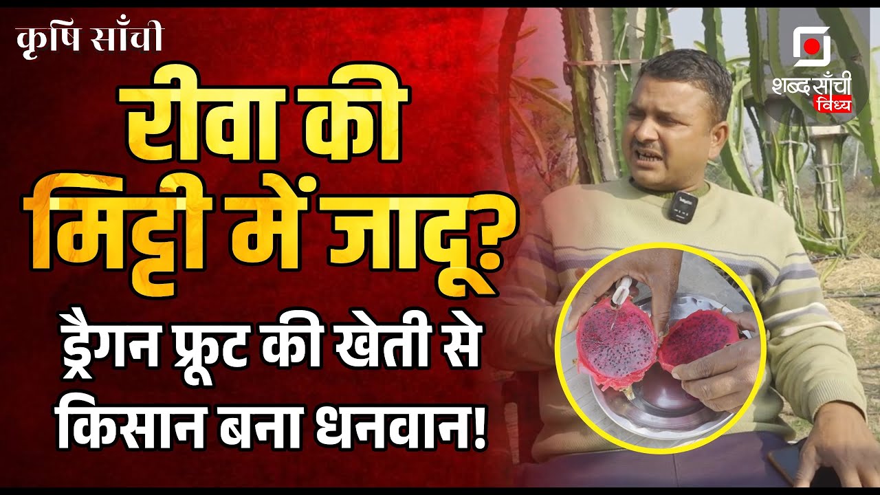 Shabd Sanchi Vindhya Krishi Sanchi | Dragon Fruit Farming Guide | Rewa Farmer | Fruit Farming