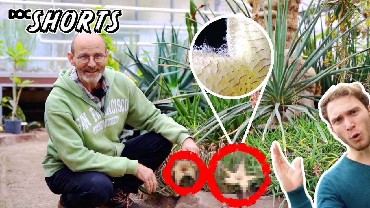 DOC SHORTS | Folge 2 - Die tote Ratte unter den Blumen: Stapelia gigantea