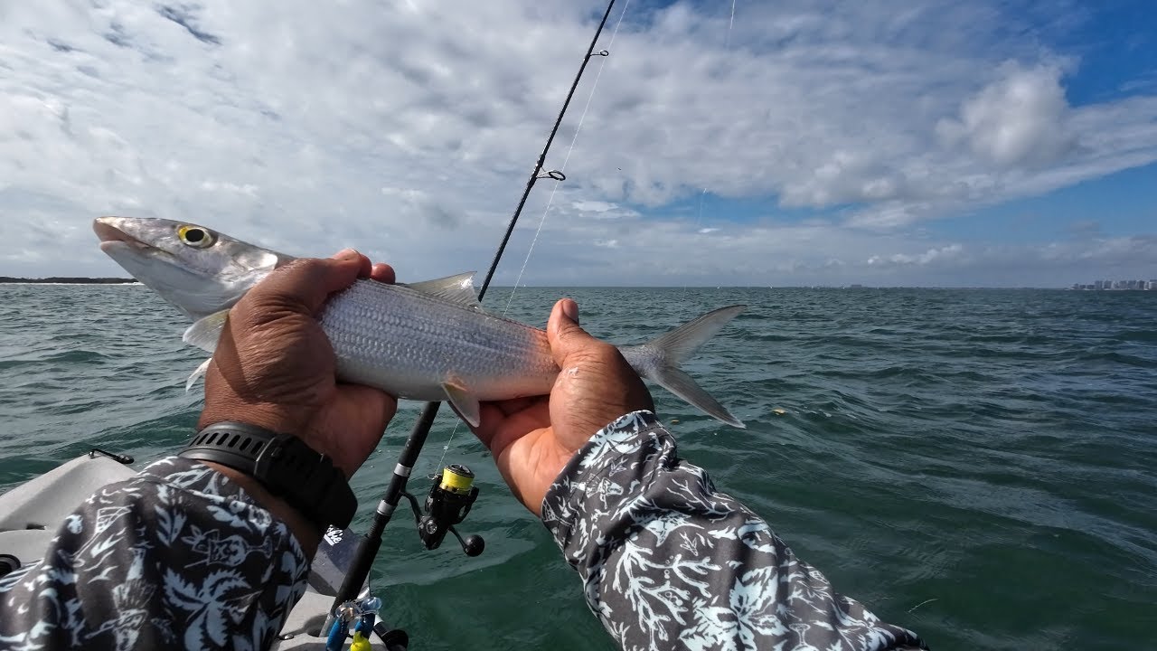 Biscayne Bay  (MIami ) Mangrove Snapper Limit, bonefish surprise, & Muttons.