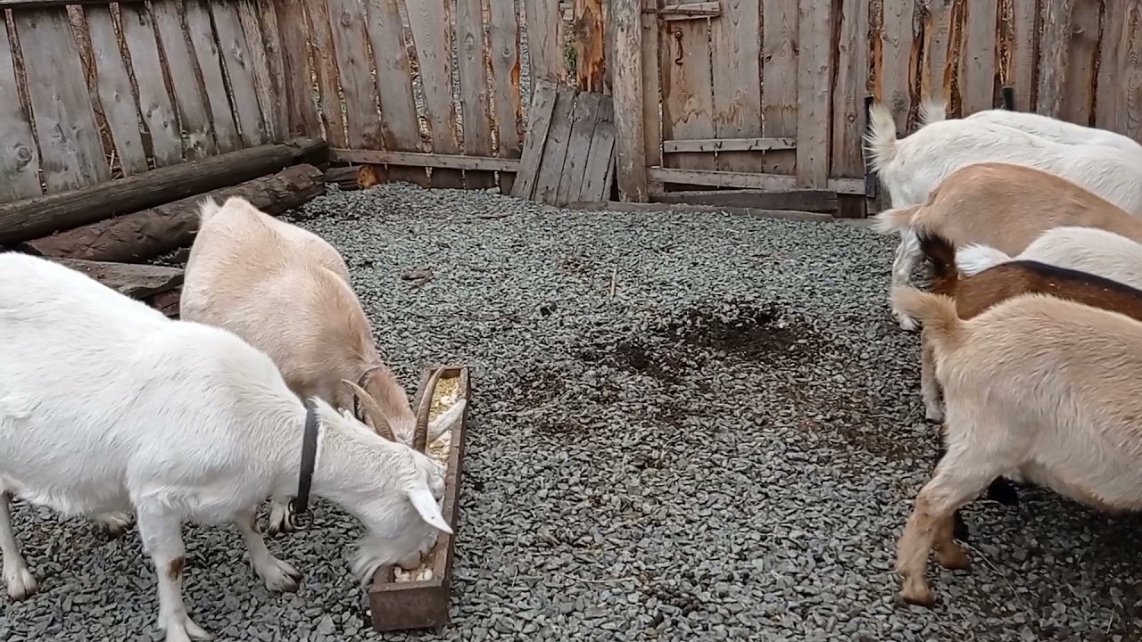 Что делать, козочка не покрылась.