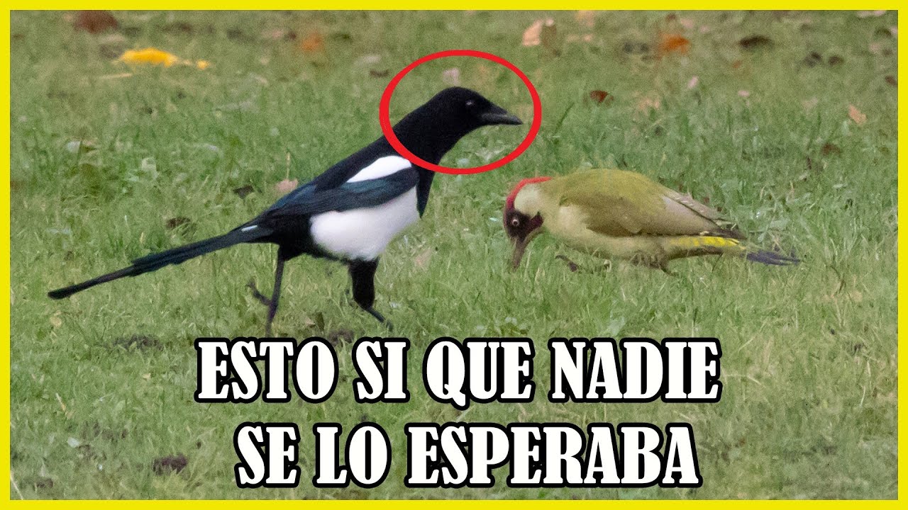Científicos NO Pueden CREER lo que han Descubierto en las URRACAS