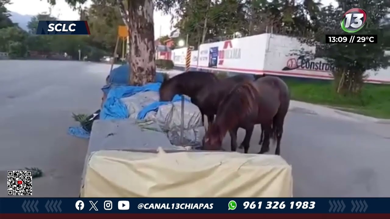 Tres caballos asaltan una frutería en San Cristóbal, se dieron el festín de su vida | NOTITRECE