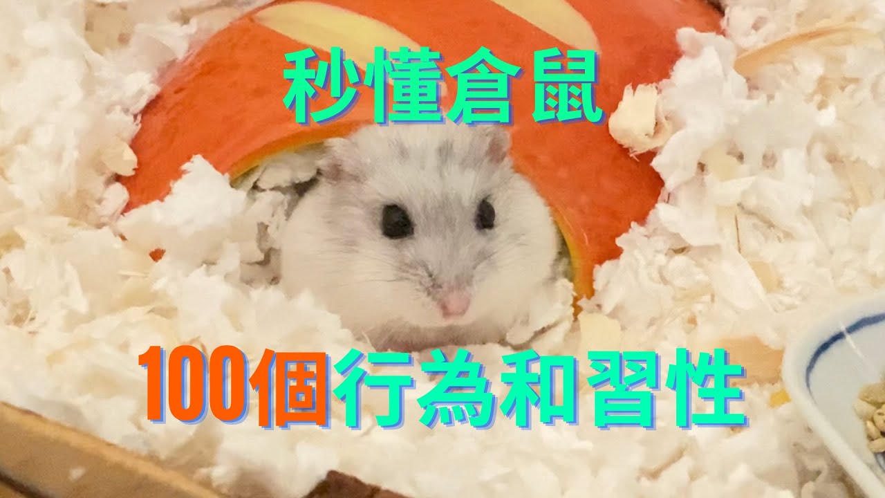 秒懂倉鼠100個行為和習性(書籍分享)
