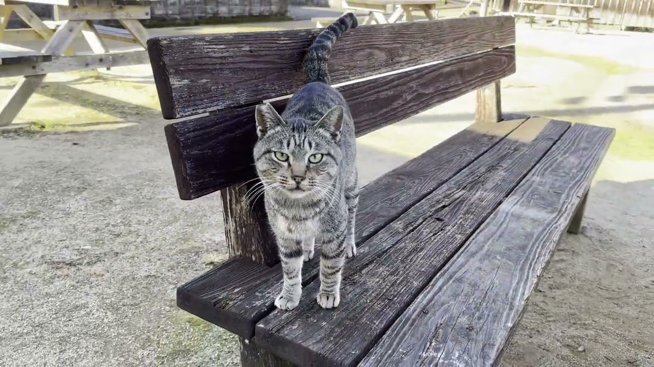 奥炭酸の広場にいたキジトラ猫さん05
