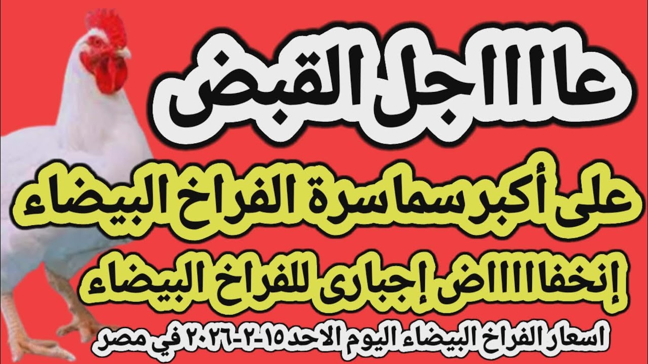 اسعار الفراخ البيضاء اليوم/ سعر الفراخ البيضاء اليوم الاحد 2026/2/15 في مصر