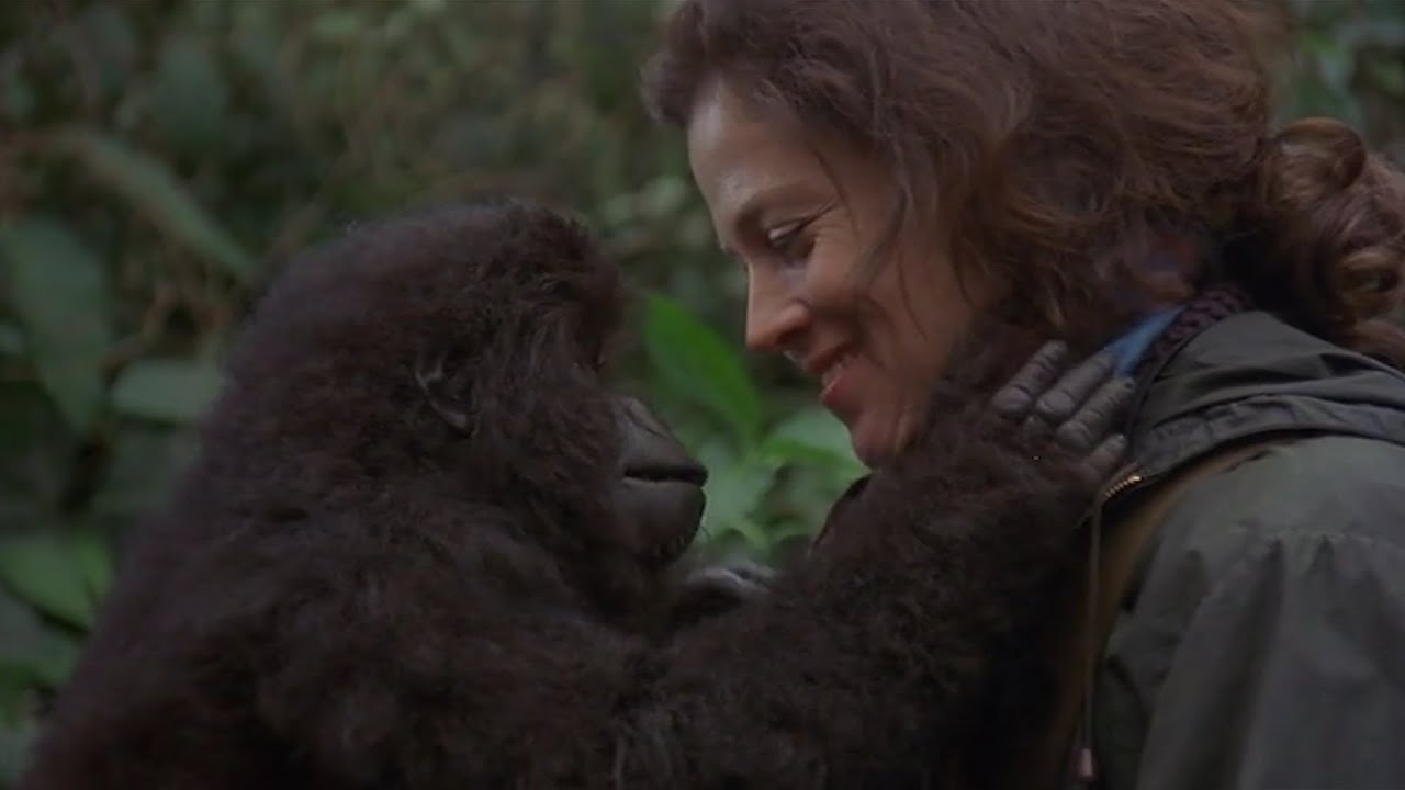 За кадром: &laquo;Гориллы в тумане&raquo; (Apted, 1988) с Сигурни Уивер и Брайаном Брауном.