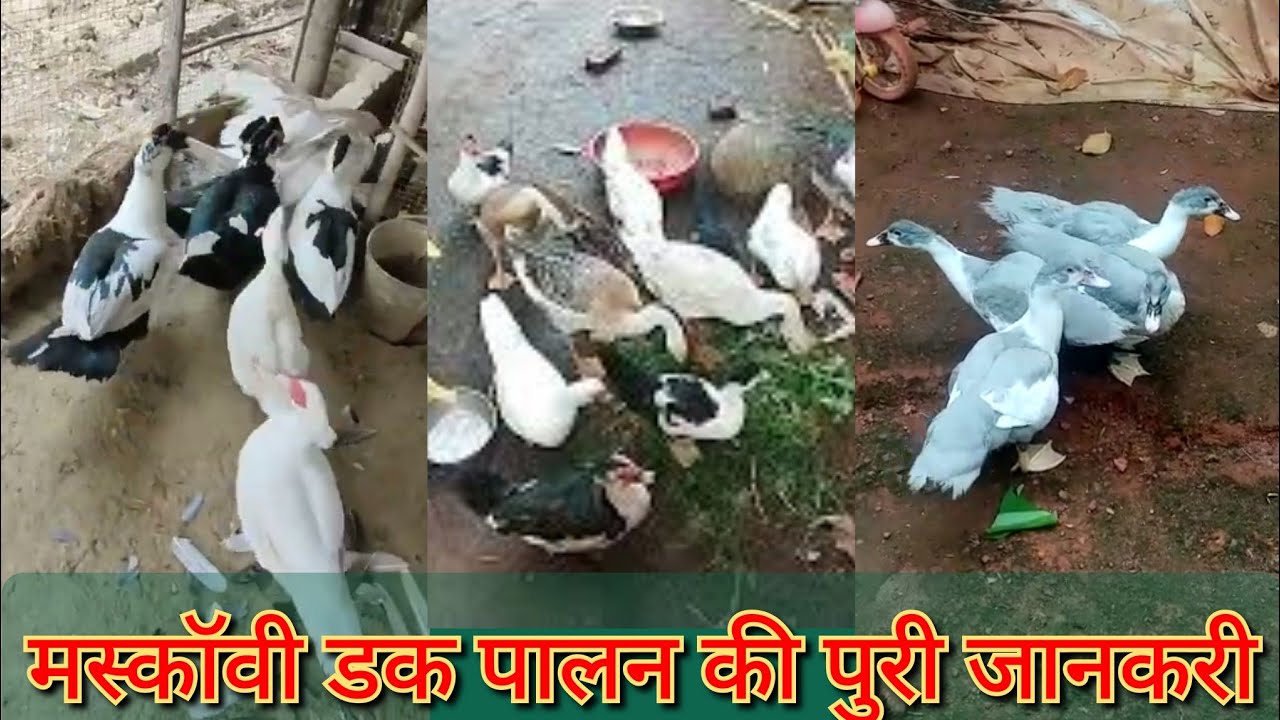 Mascovi duck / बत्तख पालन की पूरी जानकरी / काम खर्च मुनाग ज्यादा मोती बत्तख