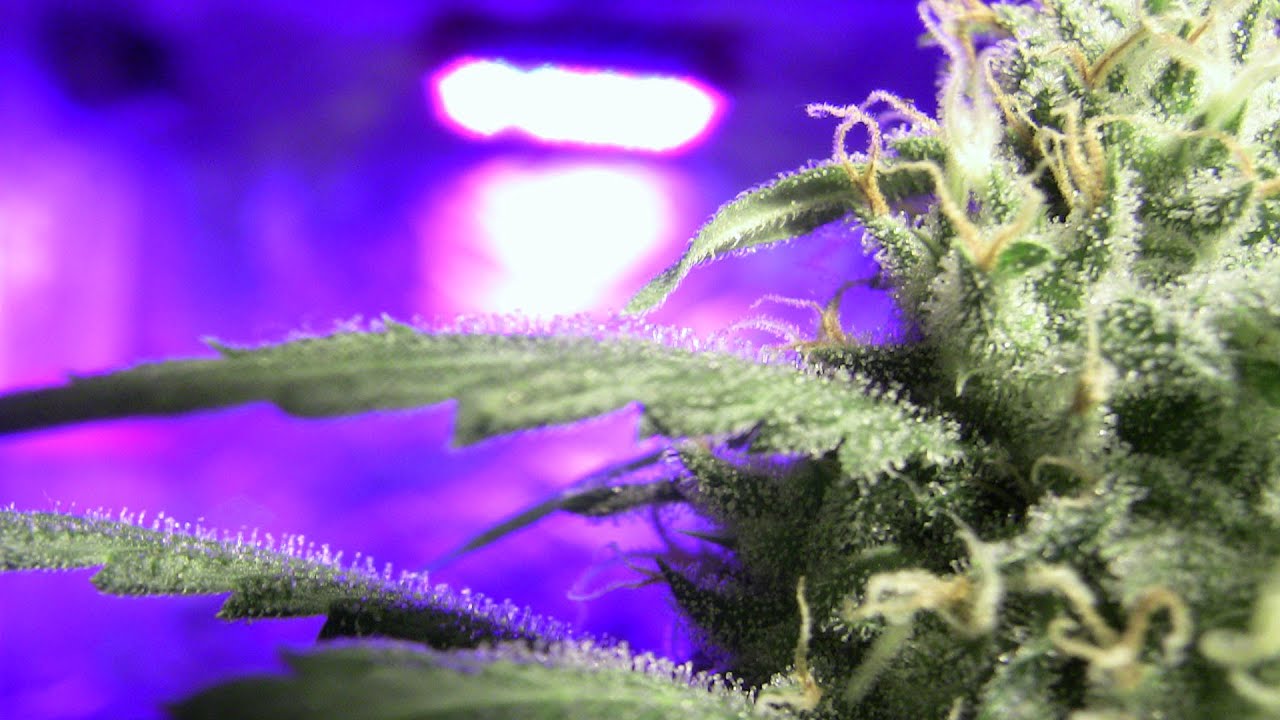 Bud Porn 2015, Motivational Trichome Cultivation