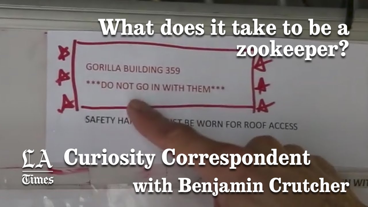 Curiosity Correspondent: What Does It Take To Be A Zookeeper? | Los Angeles Times