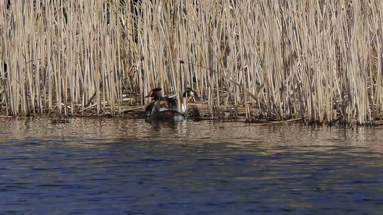 Great Crested Grebes making a nest in the reeds